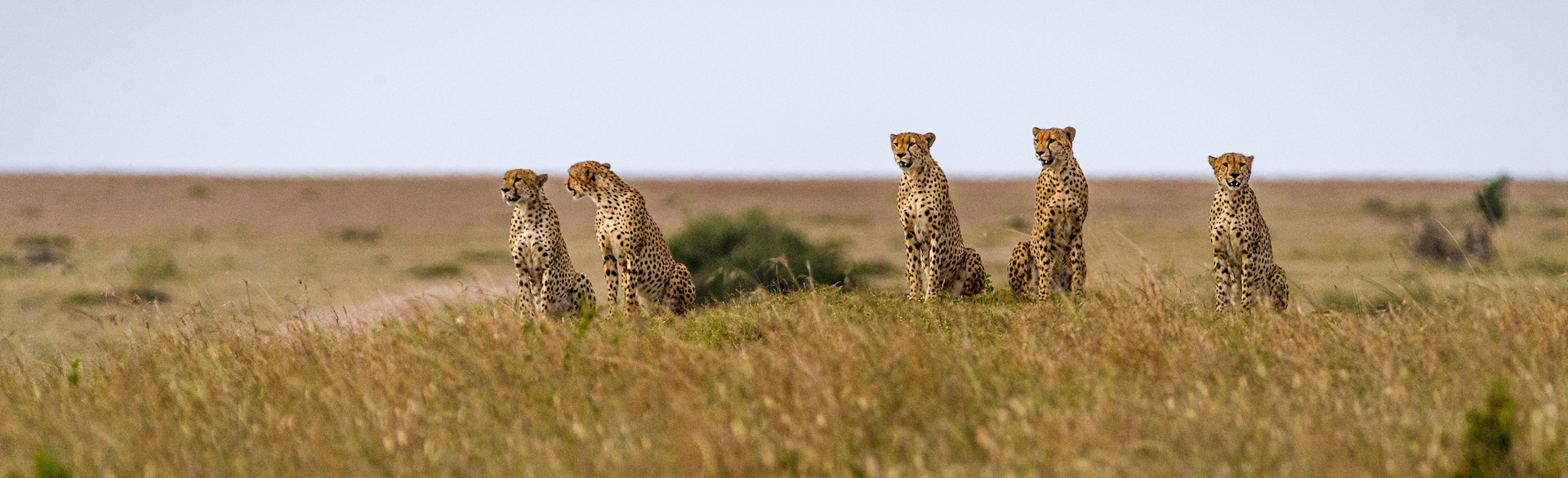 masai-mara.jpeg