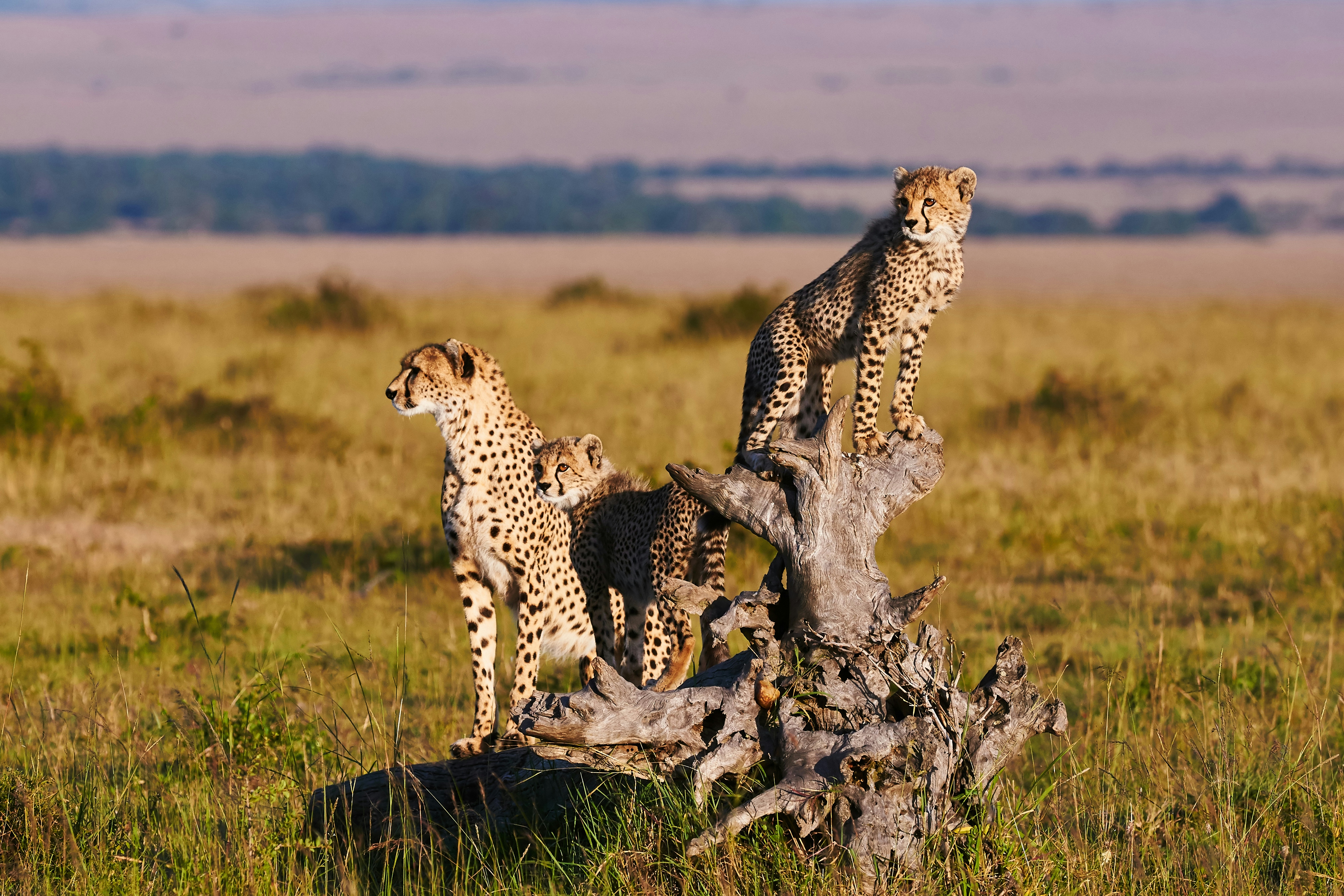 Luxury Masai Mara Safari Experience & Beach Stay