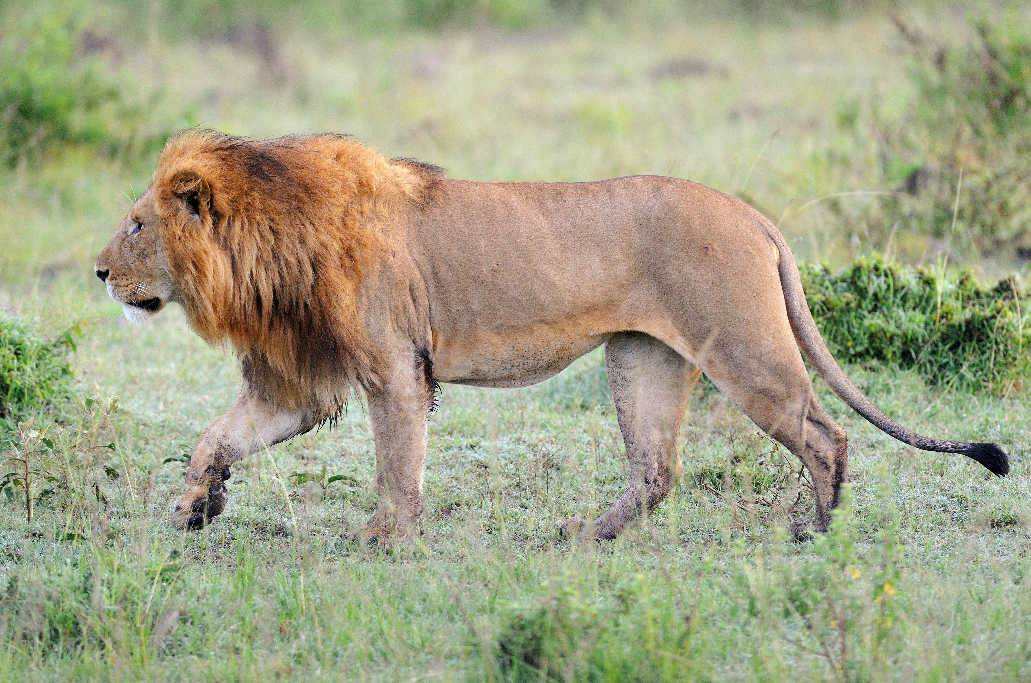 Discover the Big Five on Safari