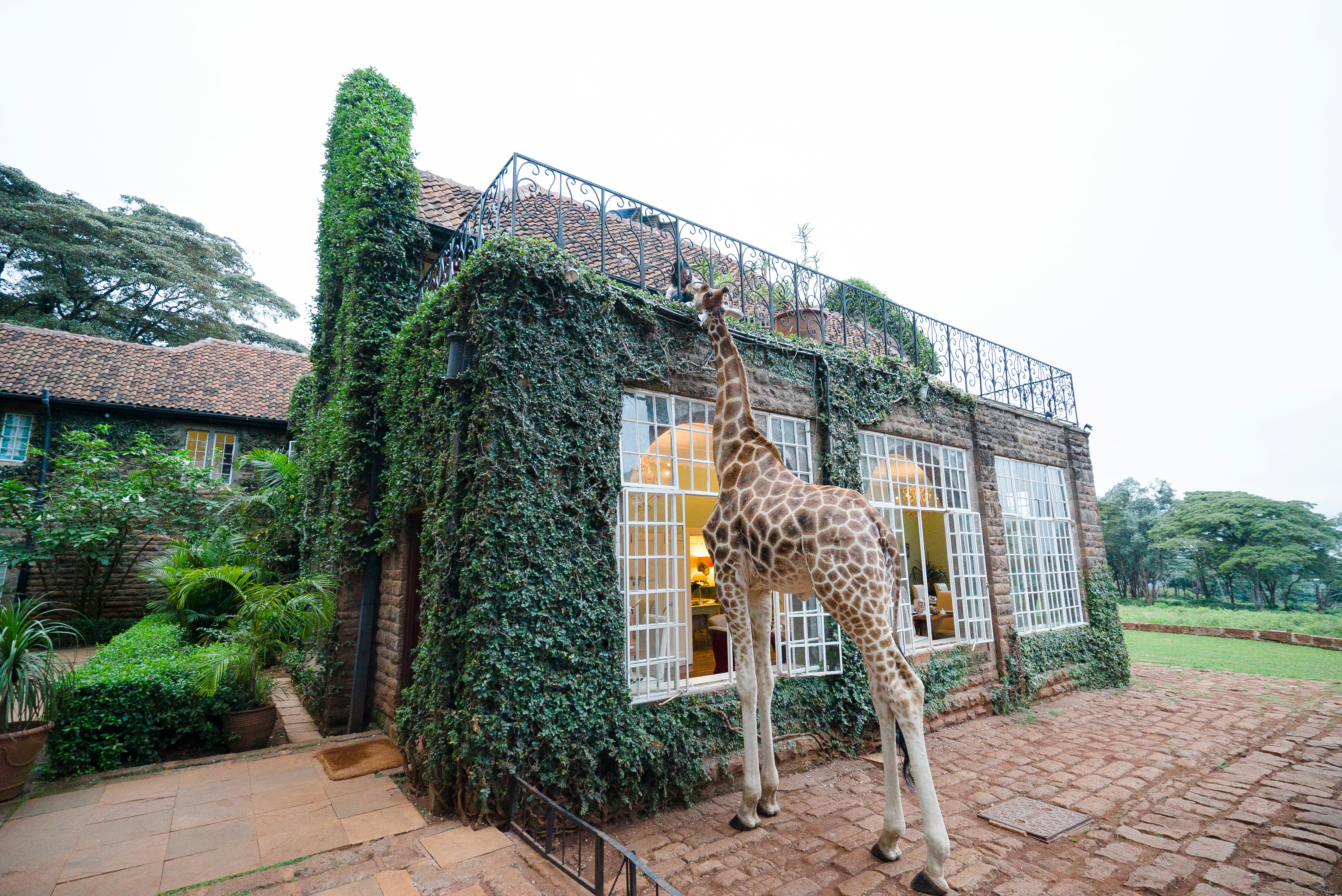 Experience Luxury at Giraffe Manor