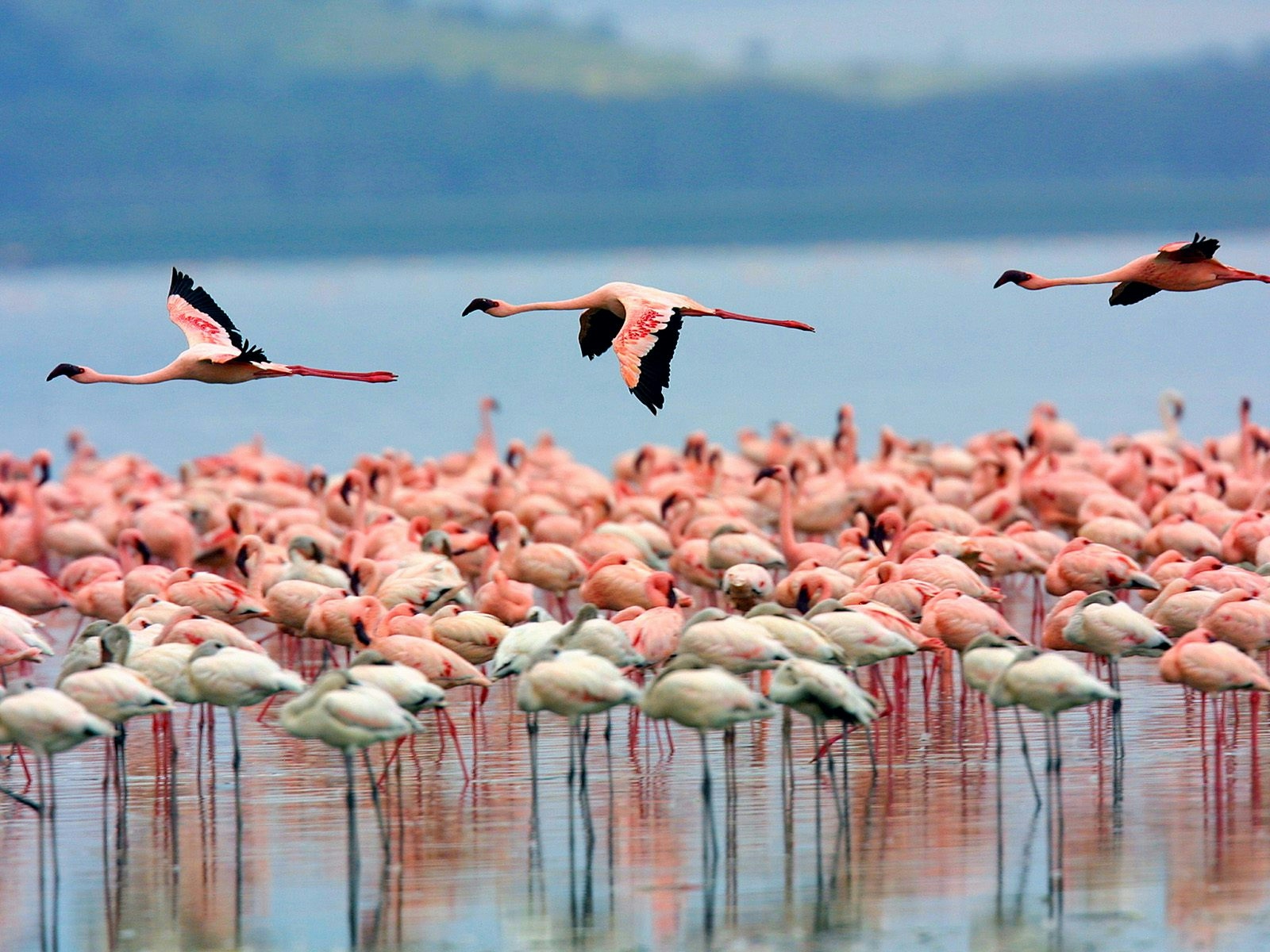 Explore Lake Nakuru National Park