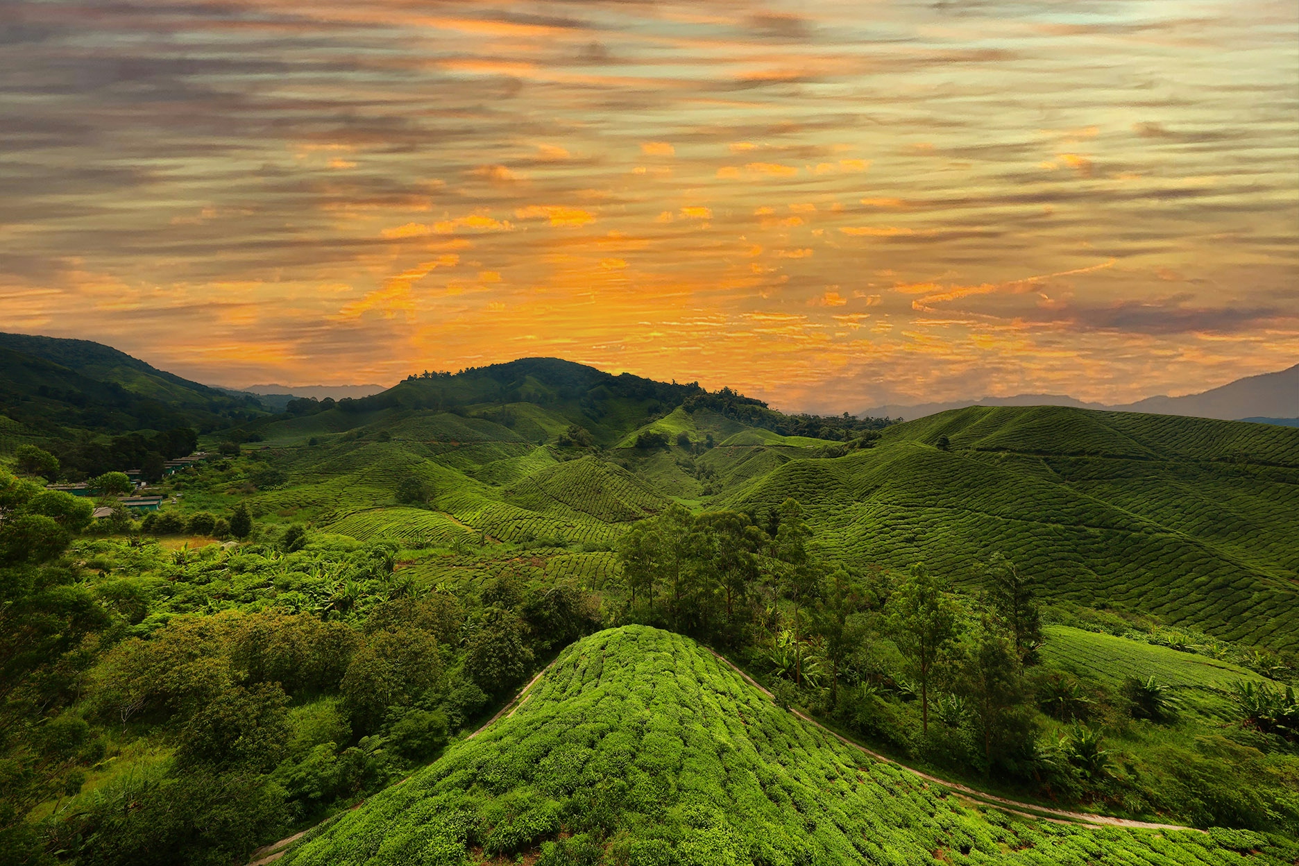 tea plantations